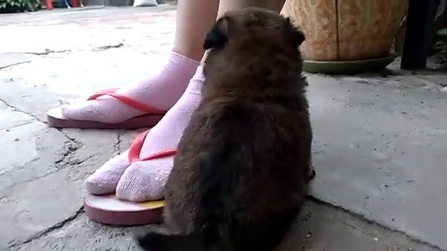 Мир Животных смотреть онлайн