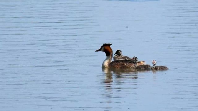 Potápka roháč, Great Crested Grebe, Haubentaucher, Fuut, Большая поганка, Perkoz dwuczuby смотреть онлайн
