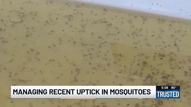How to manage the recent uptick in mosquito activity смотреть онлайн