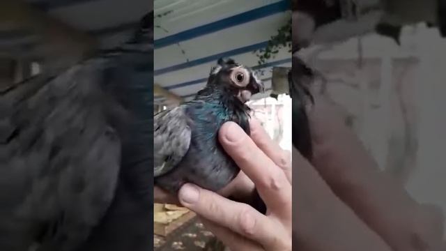 Голуби сочи 89183086224