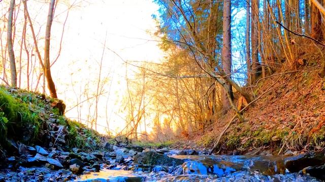 ПЕНИЕ ПТИЦ В СОЛНЕЧНОМ ЛЕСУ ИСЦЕЛЯЕТ ОТ ТРЕВОГ И ПЛОХОГО НАСТРОЕНИЯ смотреть онлайн