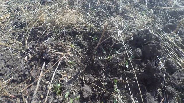 Продолжаем посев пшеницы в сухую землю; сорт Нива Одесская! смотреть онлайн