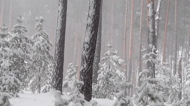 Sounds of blizzards in winter 🎧🎼 Звуки вьюги зимой(Relaxing - Meditation) смотреть онлайн