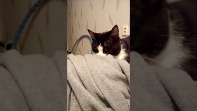 кот требует ласки смотреть онлайн