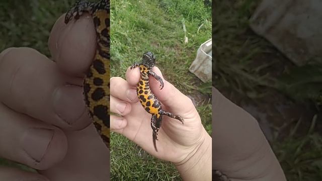 Поймали дракона смотреть онлайн