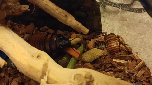 Madagascar Hissing Cockroach Eating Baby Corn смотреть онлайн