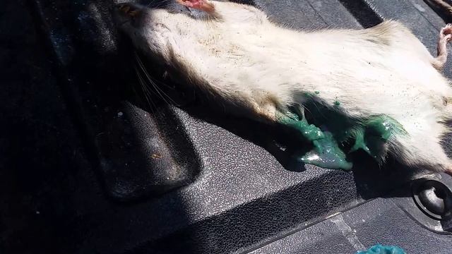 What Contrac rat poison does to rats смотреть онлайн