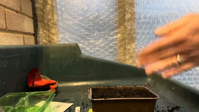 How To Grow Eryngium Planum From Seed, How To Grow Sea Holly, Growing Sea Holly смотреть онлайн