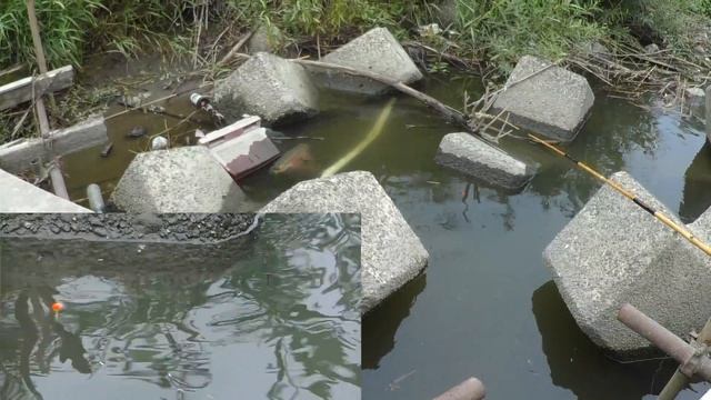 旬の手長エビを釣って観よう！　テナガエビ釣り