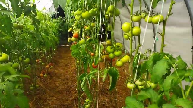 и помидорки сегодня искупались!