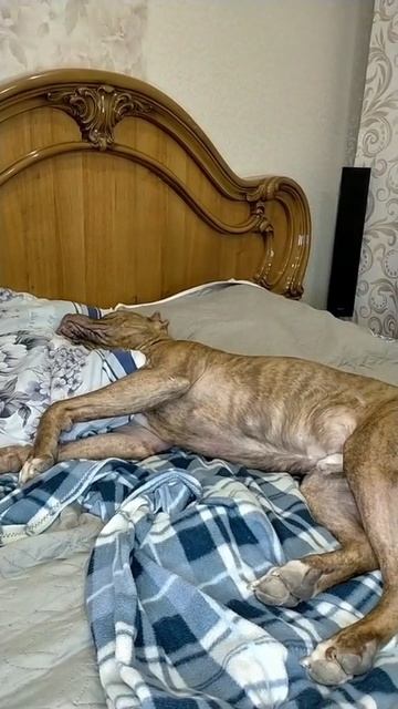 Рыжий друг!