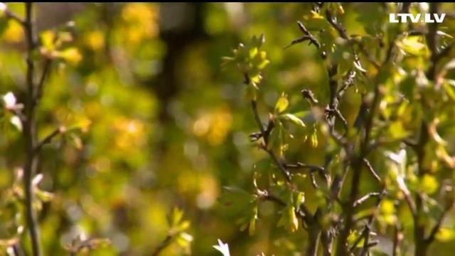 Augļu koki pavasarī смотреть онлайн