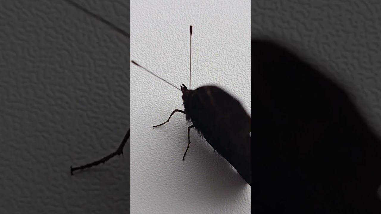 Бабочка залетела в кабинет смотреть онлайн