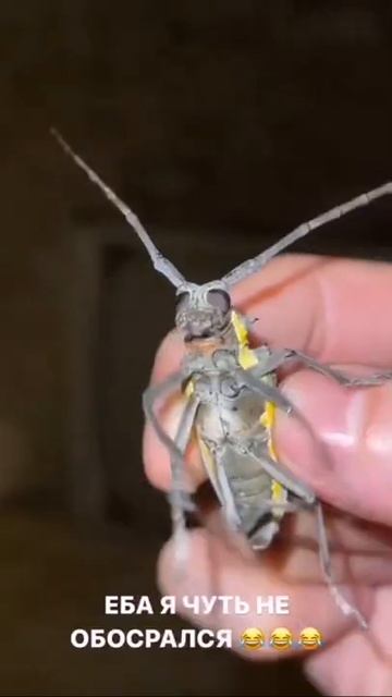 Обзор на саранчу