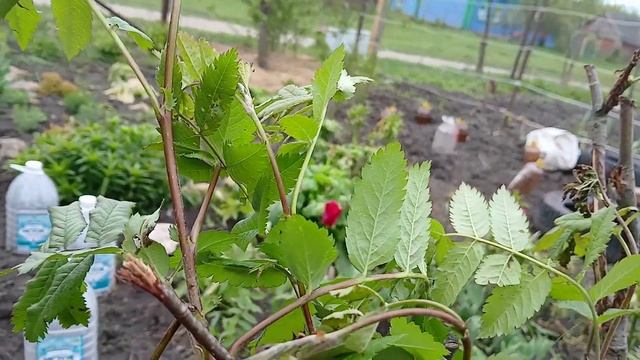 Что натворили у нас заморозки. Солим сало, разделываем мясо  Сокращаем хозяйство