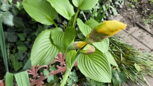 Явился не запылился!