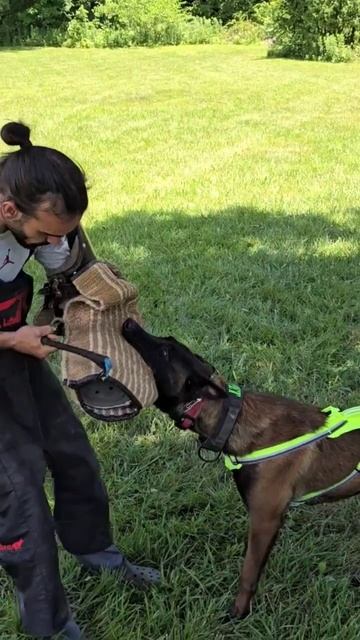 COLT PATERSON SPARS WITH A MASTER #malinois смотреть онлайн