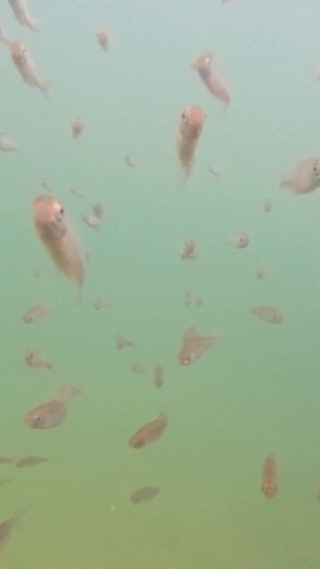 Пруд с прозрачной водой и рыбами: что важно учесть? Естественный пруд и искусственный пруды, отличи