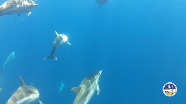Pelagie underwater смотреть онлайн