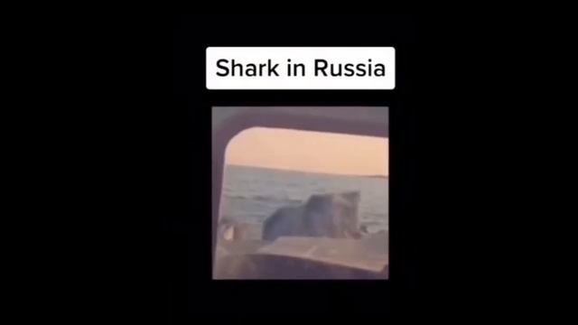 Shark in America vs shark in Russia. смотреть онлайн