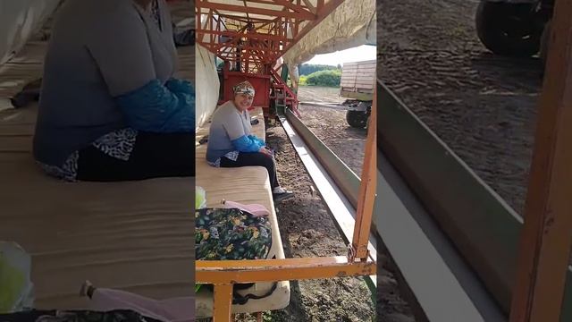 Комбайн для уборки огурцов.)