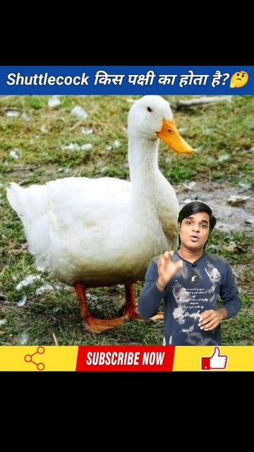 Shuttlecock किस पक्षी के पंखों से बनते हैं?🤔 #shorts | akf gyan смотреть онлайн
