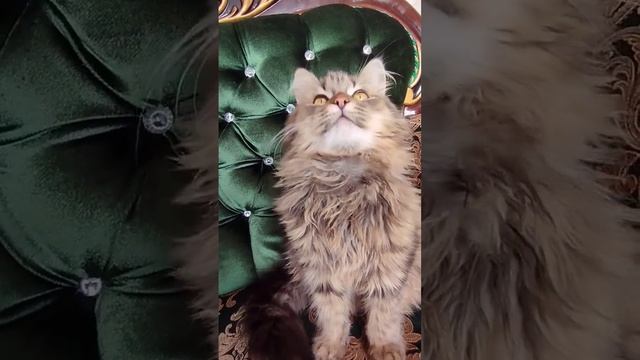 как Маруську делает команду зайчик #кошкаделаеткомаднузайчик#каккошкунаучитькомандузайчик#кошки# смотреть онлайн
