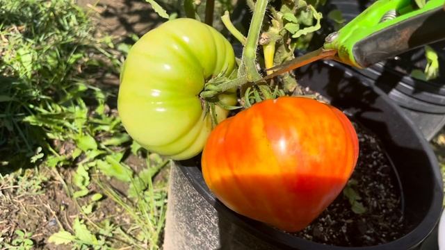 Love Gourmansun Sunrise Tomato ready to be picked! #tomato #harvest #gardening #growyourownfood смотреть онлайн