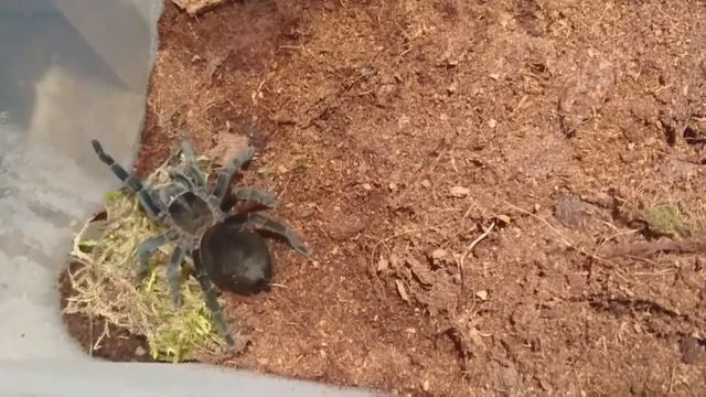 Tarantula feeding video #1 Brachypelma schroederi vs Adult B.dubia смотреть онлайн