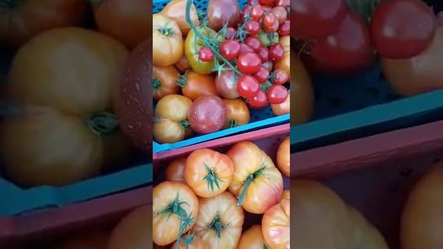 Урожай в сентябре !