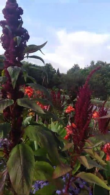 Цветник: Амаранты, каллы, алиссум и др. цветы.