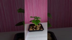 первый опыт огурцы (гидропоника)