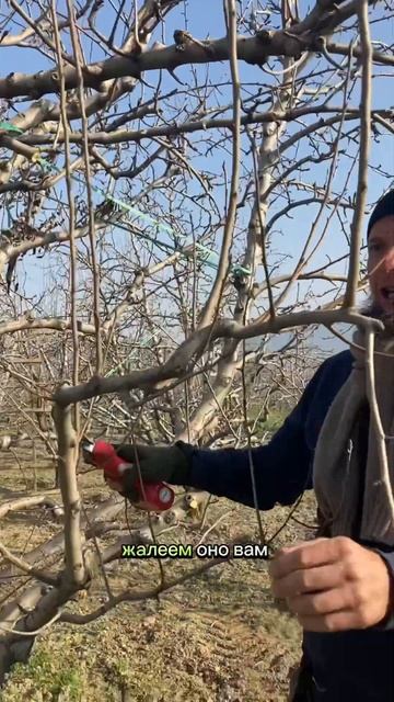 Обрезка у груши веток свисающих сильно вниз. Затеняют урожай. #огород #сад #дача #груша
