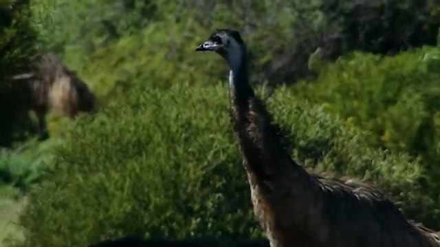 El Emú (Dromaius novaehollandiae) - Pesada pero ágil смотреть онлайн