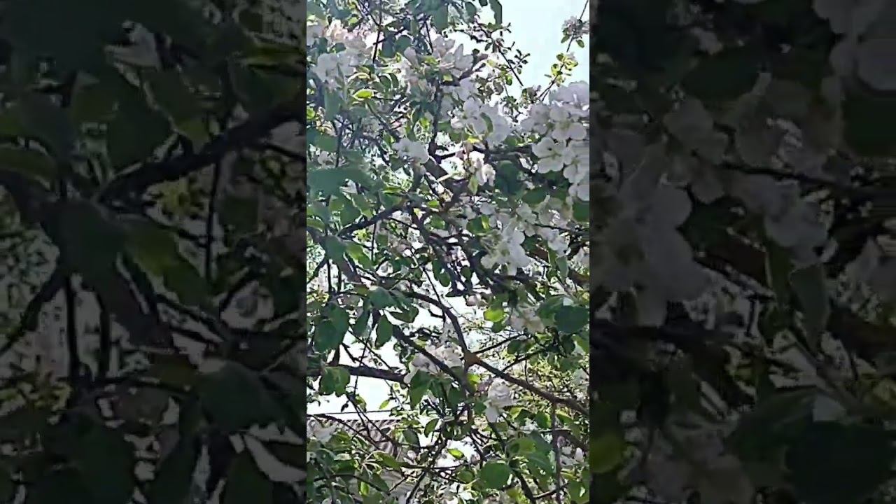 Безумно красивая яблоня смотреть онлайн