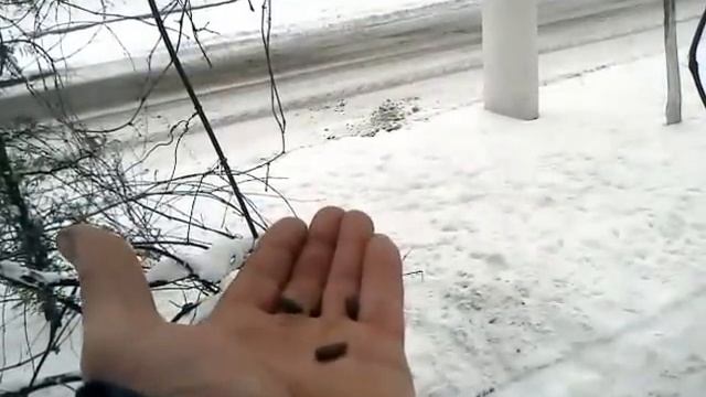 Укропы перебили всех снегирей,а синичек так закормили,что они стали ручными смотреть онлайн