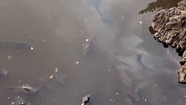 Японские рыбы в японском пойду