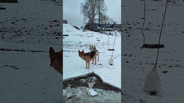 10.11.2023 Утро Ускорение Сборник река Амур набережная Комсомольск-на-Амуре Хабаровский край