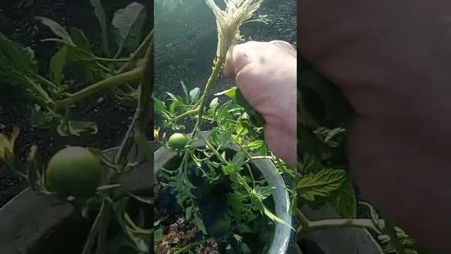 Сажаю переросшие помидоры по методу Маслова. Часть 5. Эксперименты дяди Вити