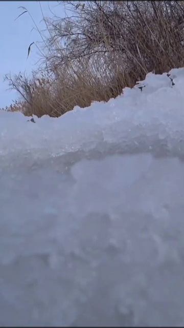 КАРАСЬ,ЛЕСКА ЗВЕНИТ#shorts #рыбалка