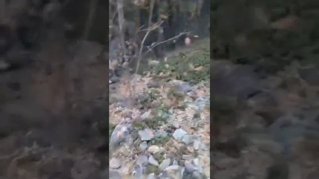 По дороге в Магадан шофер удивляется количеству брусники прямо у дороги. #якутия #брусника #магадан