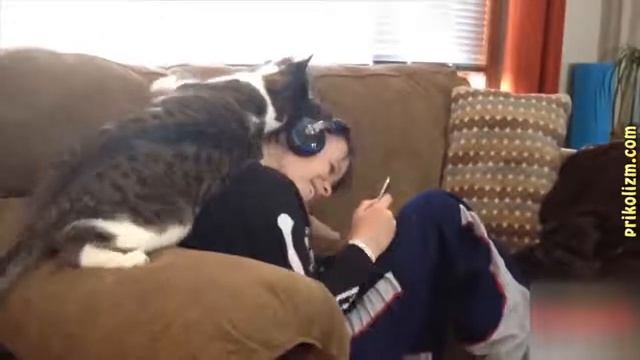 Коты и кошки   отборные приколы 2016   2017! Лучшие и самые смешные приколы с котами и кошками 1