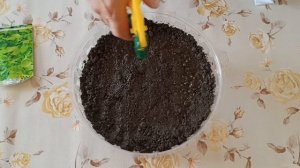 Как вырастить амарант на подоконнике (Щирица)