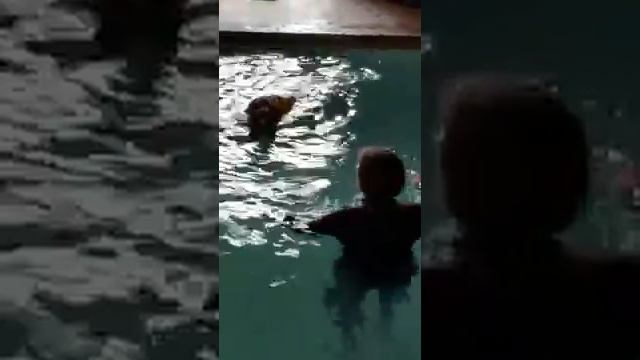Sue Perno hydrotherapy with K9 swim and trim смотреть онлайн