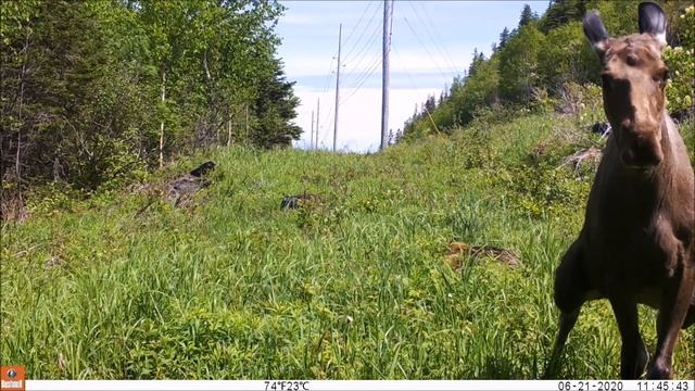 Moose Peeing In Front Of Camera