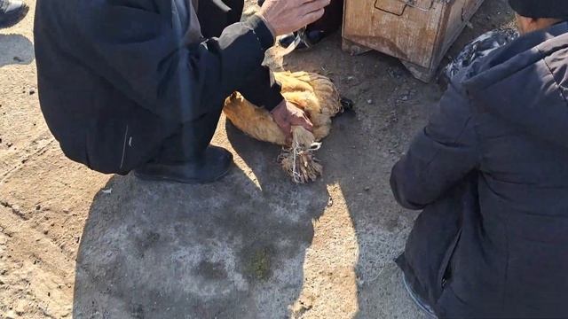 Сарыағаш қүс базары.Таүқтар.