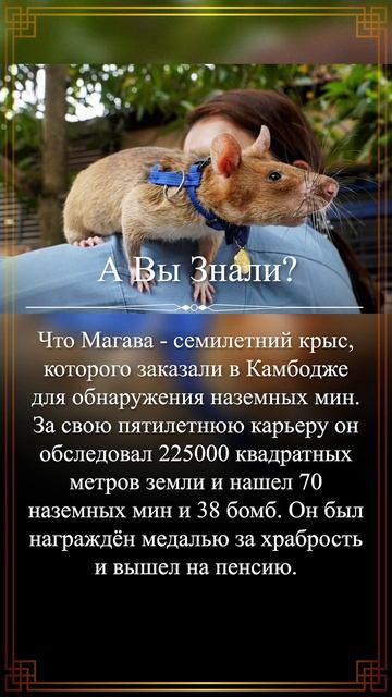 А Вы Знали? Крыса Магава - герой Камбоджи #shorts #авызнали