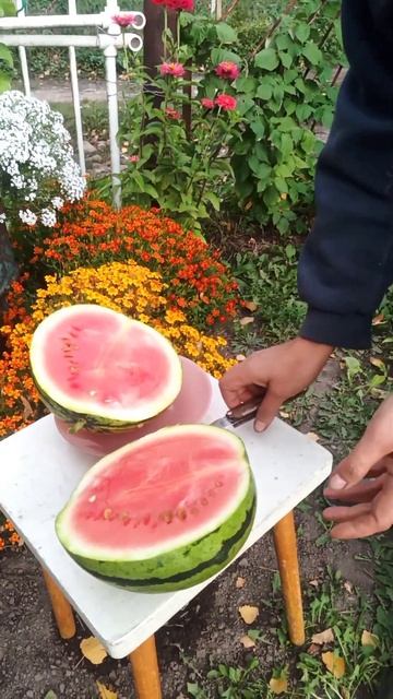 Арбуз вырос в мешке.