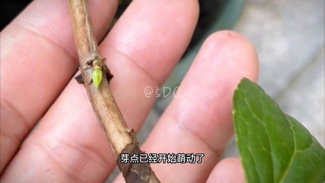 全了！三种不同类型的绣球修剪教程 смотреть онлайн