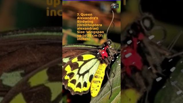 Biggest Insects of the World Part 2 #beats #facts #nationalgeographicanimal #insectsoftheworld смотреть онлайн